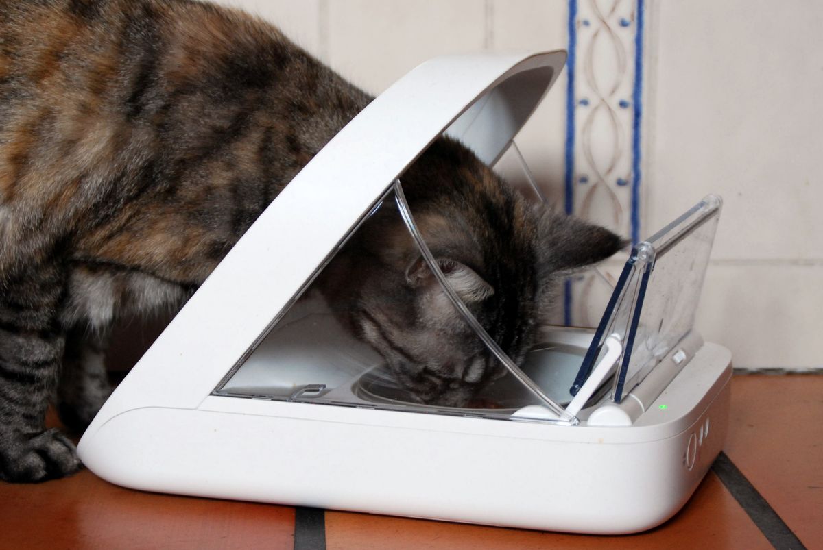 Cat eating from an automatic RFID-controlled pet feeder